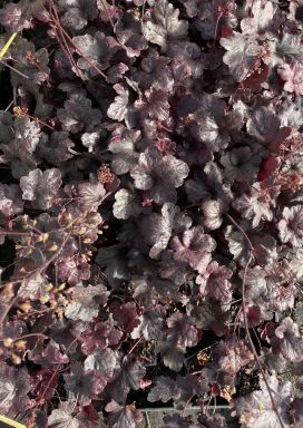 3 Obsidian Heuchera in 4 inch Size Containers/coral Bells